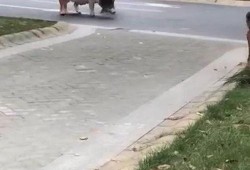 刘先生爆料最新视频,事件真相再引热议