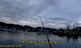 在线观看 钓鱼,揭秘网络钓鱼的奇妙世界