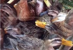 肉鸡背影爆料视频下载,揭秘背后惊人真相