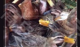 肉鸡背影爆料视频下载,揭秘背后惊人真相