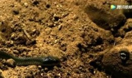 鳄雀鳝最新爆料图片,最新爆料图片曝光！