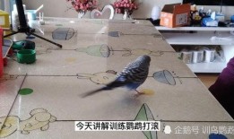 训鸟视频在线观看