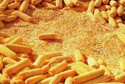 速食玉米爆料视频播放在线观看,独家爆料视频在线观看